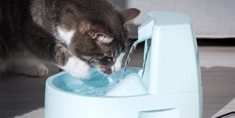 Cat Drinking Water